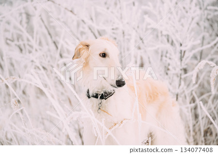 Russian Wolfhound Hunting Sighthound Russkaya Psovaya Borzaya Dog During Hare-hunting At Winter Day In Snowy Field Russian Wolfhound Hunting Sighthound Russkaya Psovaya Borzaya Dog During Hare-hunting At Winter Day In Snowy Field 134077408