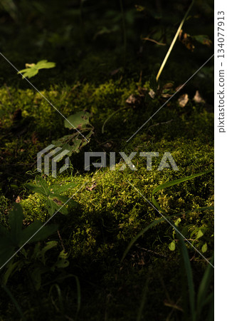 Sunlit Moss and Forest Undergrowth 134077913