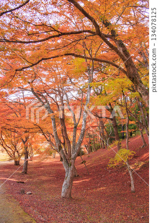 秋季伊豆修善寺楓樹林景色最佳。 134078125