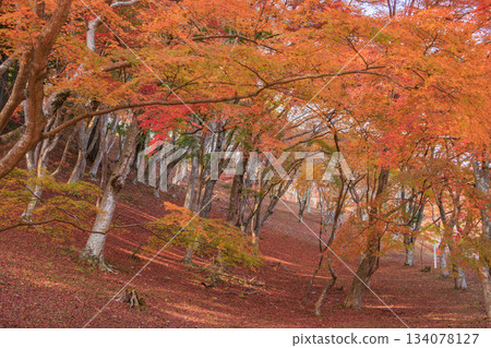 Izu Shuzenji Maple Forest at its best when the leaves are in full bloom Izu Shuzenji Maple Forest at its best when the leaves are in full bloom 134078127