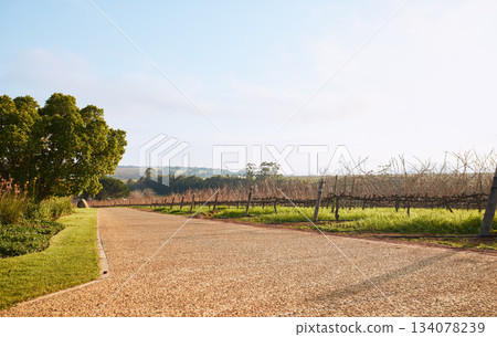 Vineyard landscape, farm and street in nature with sky background, mockup space and environment. Road, outdoor and summer in countryside, farm and growth with sustainability, development and mock up 134078239