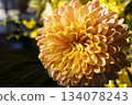 Close-up of chrysanthemums in warm orange and yellow colors shining in the backlight 134078243