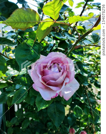 blue Moon blue Moon 134078256