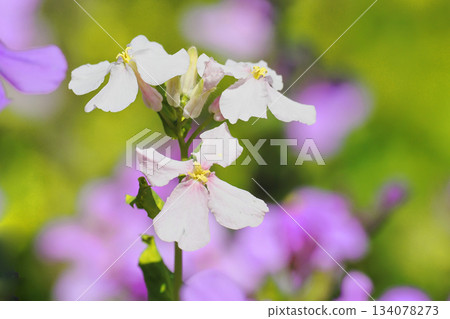 村崎花那花(白花) 村崎花那花(白花) 134078273