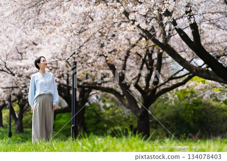 A young woman walking along a row of cherry blossom trees. Lifestyle image 134078403
