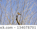 A varied tit perched on a dead tree and wild birds in the clear blue winter sky 134078701