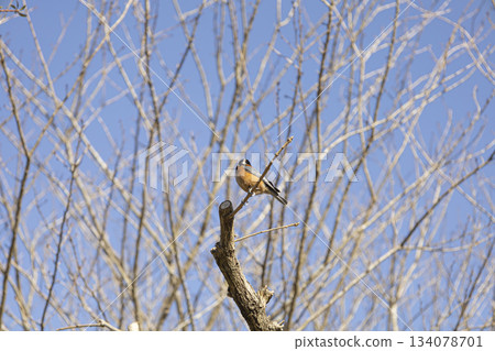 A varied tit perched on a dead tree and wild birds in the clear blue winter sky A varied tit perched on a dead tree and wild birds in the clear blue winter sky 134078701