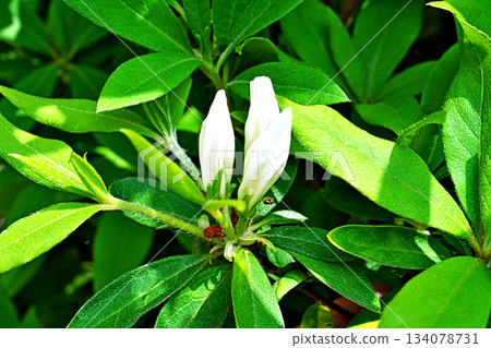 White azalea buds (spring, April) White azalea buds (spring, April) 134078731