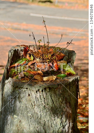落葉和花蕾點綴著腐朽的樹樁 134078846
