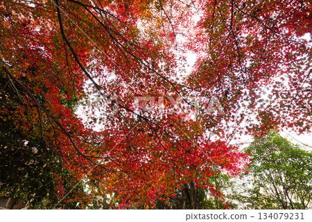 色彩繽紛的秋葉(明石城公園,秋季背景素材) 色彩繽紛的秋葉(明石城公園,秋季背景素材) 134079231
