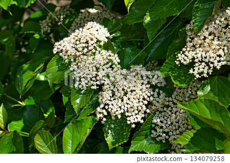 White Hakusanbok flowers (spring, April) White Hakusanbok flowers (spring, April) 134079258