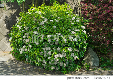 白色白三木花（春季、四月） 134079264