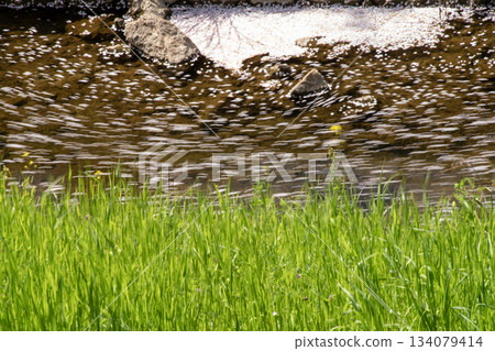 花筏在河面鬱鬱蔥蔥的綠蔭中緩緩漂流 134079414