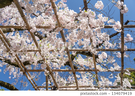 盛開的櫻花盛開在藍藍的天空中 134079419