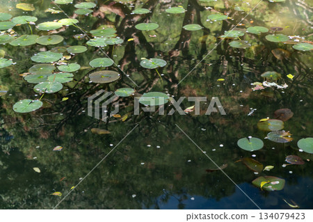 Water lily leaf floating in a pond Water lily leaf floating in a pond 134079423