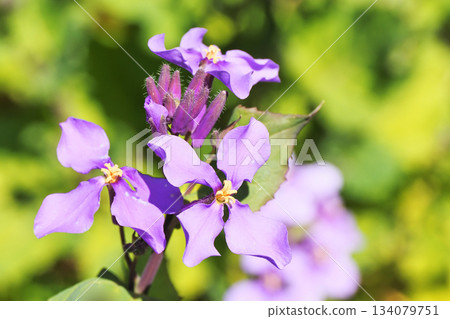 Murasakihanana的花朵 134079751