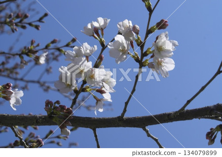 Calla lily, Cherry blossoms, blooming (registered December 2025) Calla lily, Cherry blossoms, blooming (registered December 2025) 134079899