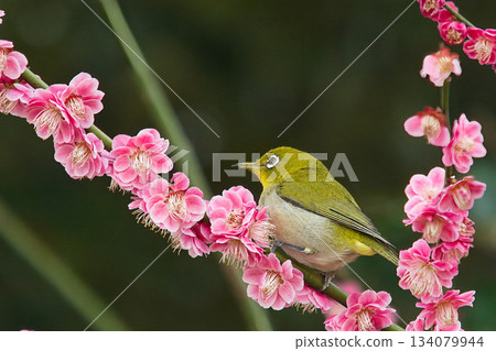 一隻繡眼鳥棲息在梅花上。 134079944