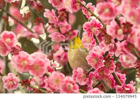 A Japanese white-eye relaxing among pink plum blossoms A Japanese white-eye relaxing among pink plum blossoms 134079945