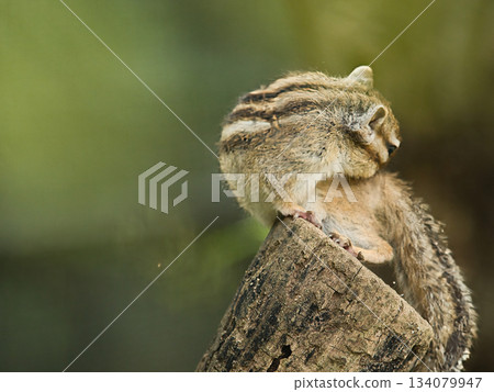 Chipmunk grooming on a tree 134079947
