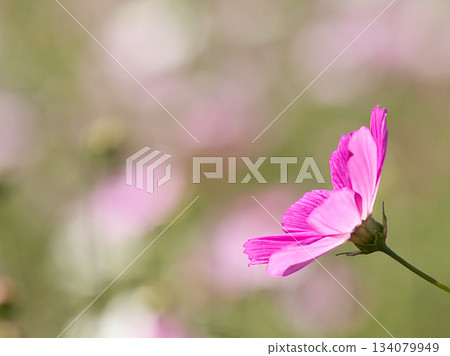 Landscape with cosmos flower 134079949