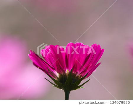 Red cosmos 134079950