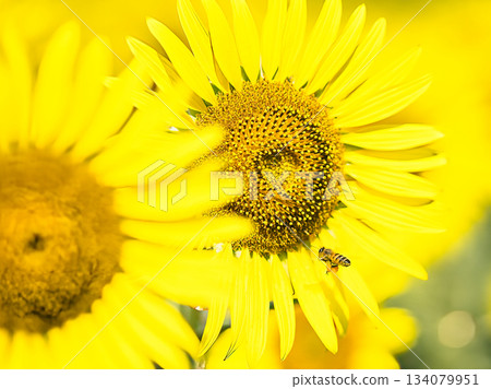 The big sunflower 134079951