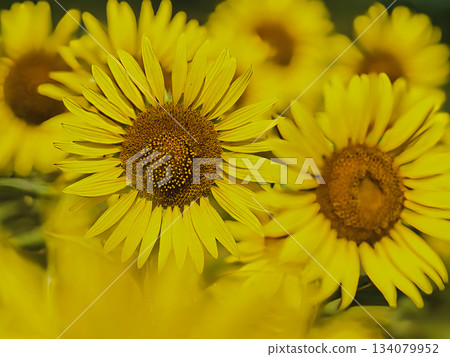 Sunflowering in summer sunflower 134079952