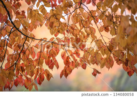 秋葉Yamabashi 134080058