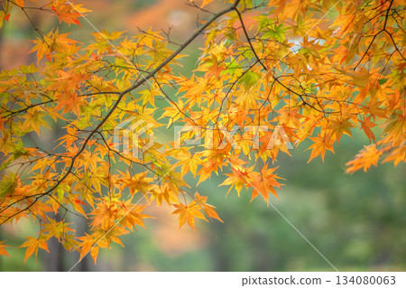 楓葉秋葉 134080063
