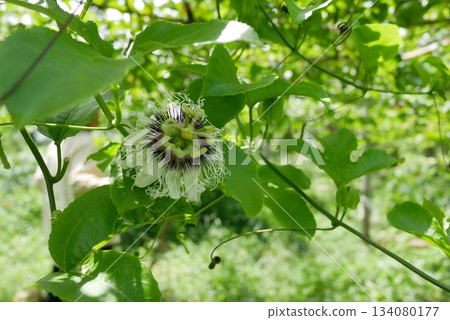 Closeup of blossoming green Passiflora foetida flowers on the tree in nature 134080177