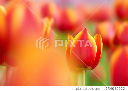 A tulip with a hint of yellow in the red color, Hanakoi Akane A tulip with a hint of yellow in the red color, Hanakoi Akane 134080222