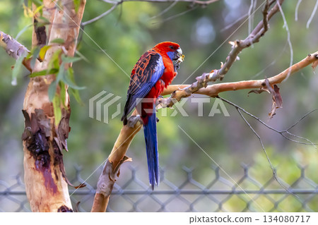 An Australian Crimson Rosella Parrot sitting in a tree on a sunny day An Australian Crimson Rosella Parrot sitting in a tree on a sunny day 134080717