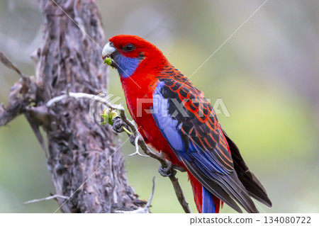 An Australian Crimson Rosella Parrot sitting in a tree on a sunny day An Australian Crimson Rosella Parrot sitting in a tree on a sunny day 134080722