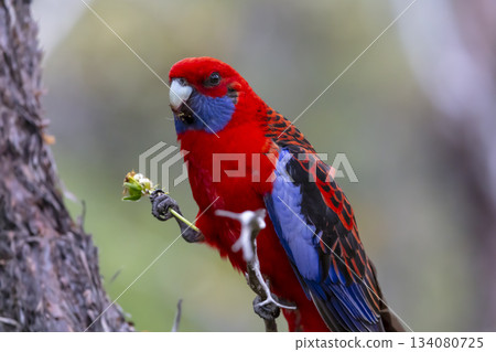 An Australian Crimson Rosella Parrot sitting in a tree on a sunny day An Australian Crimson Rosella Parrot sitting in a tree on a sunny day 134080725
