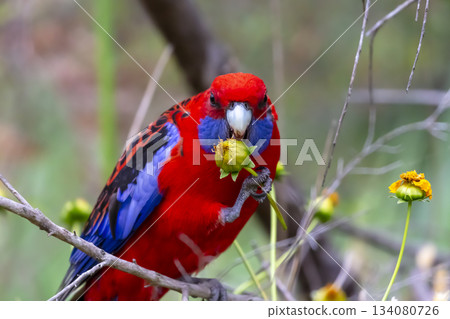 An Australian Crimson Rosella Parrot sitting in a tree on a sunny day An Australian Crimson Rosella Parrot sitting in a tree on a sunny day 134080726