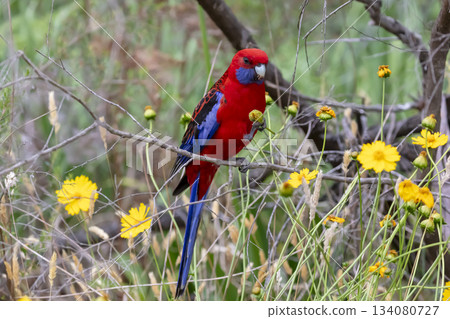 An Australian Crimson Rosella Parrot sitting in a tree on a sunny day An Australian Crimson Rosella Parrot sitting in a tree on a sunny day 134080727
