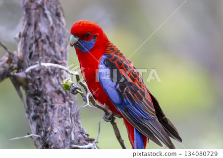 An Australian Crimson Rosella Parrot sitting in a tree on a sunny day An Australian Crimson Rosella Parrot sitting in a tree on a sunny day 134080729