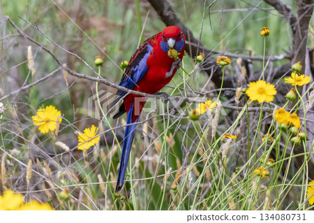 An Australian Crimson Rosella Parrot sitting in a tree on a sunny day An Australian Crimson Rosella Parrot sitting in a tree on a sunny day 134080731