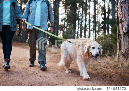 Dog, hiking and people walking pet animal in the forest, woods or nature as to explore, exercise or travel outdoors. Adventure, trekking and couple walk a puppy while on holiday or vacation Dog, hiking and people walking pet animal in the forest, woods or nature as to explore, exercise or travel outdoors. Adventure, trekking and couple walk a puppy while on holiday or vacation 134081370