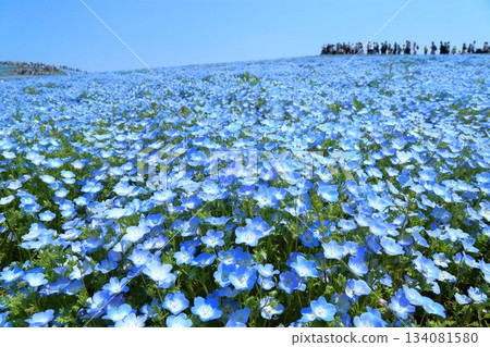 Nemofira Hill and Hitachi Seaside Park Nemofira Hill and Hitachi Seaside Park 134081580
