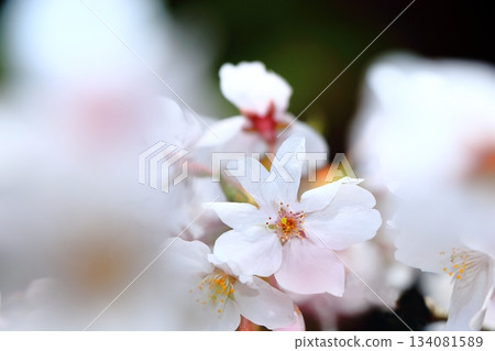Cherry blossoms blooming in full bloom Cherry blossoms blooming in full bloom 134081589
