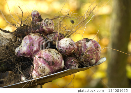 Freshly harvested Jerusalem artichokes on a shovel, ready for cooking Freshly harvested Jerusalem artichokes on a shovel, ready for cooking 134081655