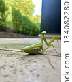 一張日本螳螂轉身的特寫。留有文字空間。可用於素材、廣告、商業宣傳和教育材料。 134082280