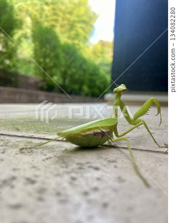 A close-up of a Japanese praying mantis turning around. Copy space available. For use as material, advertising, commercial materials, and educational materials. 134082280