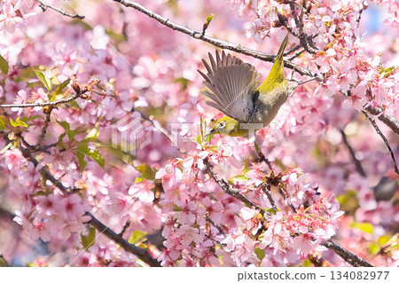 Japanese white-eyes playing with the cherry blossoms in full bloom Japanese white-eyes playing with the cherry blossoms in full bloom 134082977