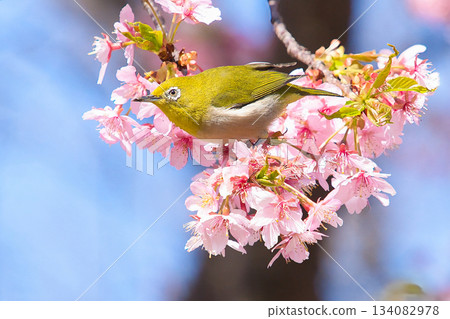 The chestnut smoky cherry blossom nectar The chestnut smoky cherry blossom nectar 134082978