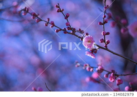 Plum blossoms telling the arrival of spring Plum blossoms telling the arrival of spring 134082979