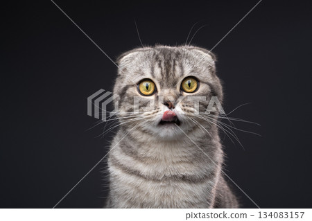 Portrait of a hungry silver tabby Scottish Fold cat Portrait of a hungry silver tabby Scottish Fold cat 134083157