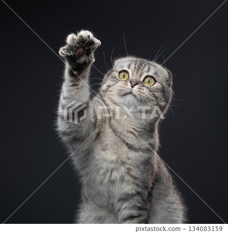 playful scottish fold cat lifting paw playful scottish fold cat lifting paw 134083159